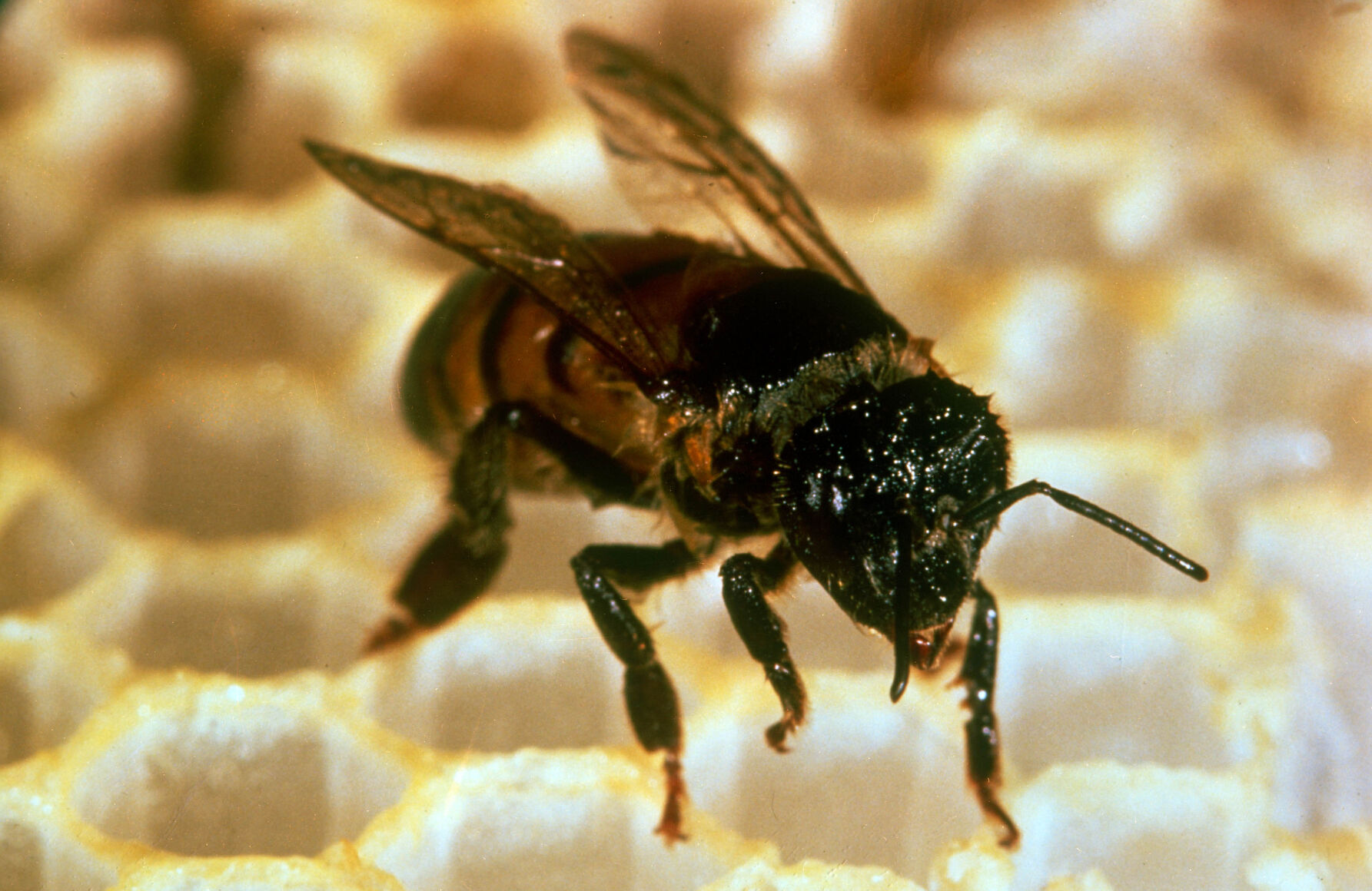 Honeybee